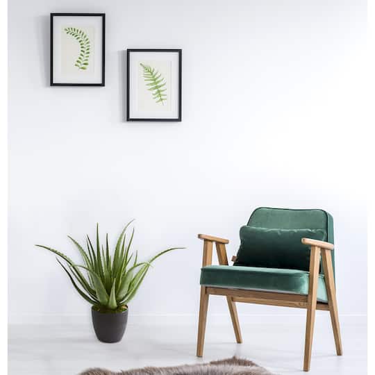 2ft. Potted Aloe Plant